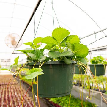 Photo of Bushel and Berry® Rosy Belle™ Strawberry Plant