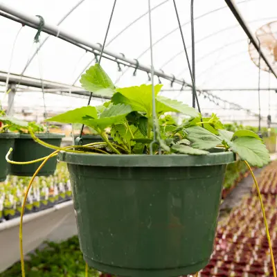 Photo of strawberry plant in hanging basket.