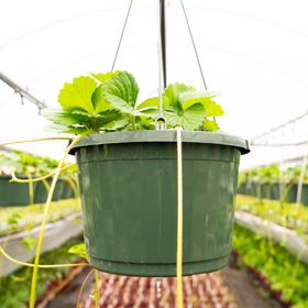 Photo of strawberry plant in hanging basket.