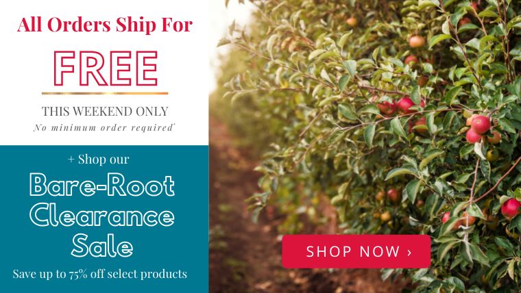 FREE shipping on ALL orders + Bare-Root Clearance Sale SHOP NOW!