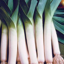 Photo of Lancelot Leeks Plant