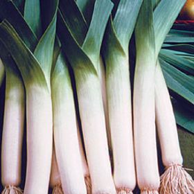 Photo of Lancelot Leeks Plant