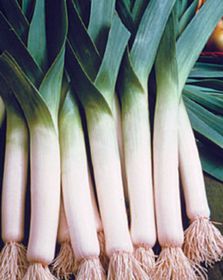 Photo of Lancelot Leeks Plant