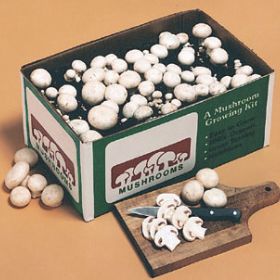 Photo of White Button Mushroom Kit