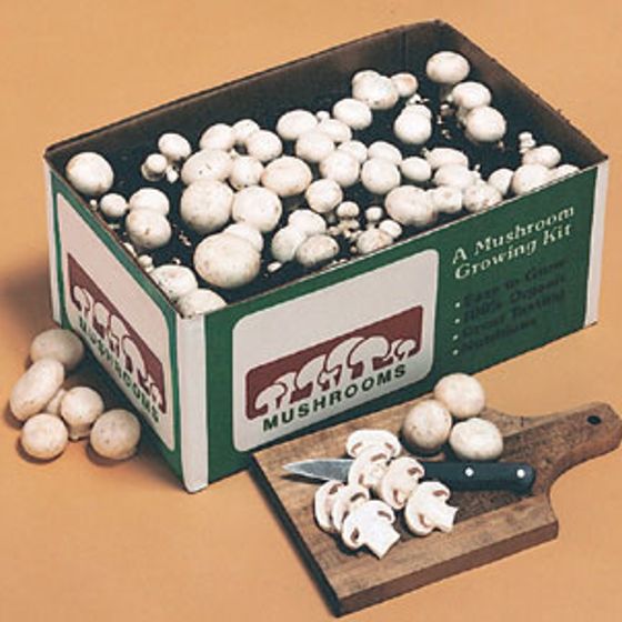 Photo of White Button Mushroom Kit