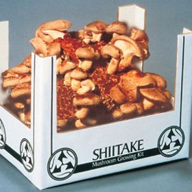 Photo of Shitake Mushroom Kit