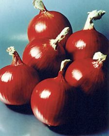 Photo of Stockton Sweet Red Onion Plant