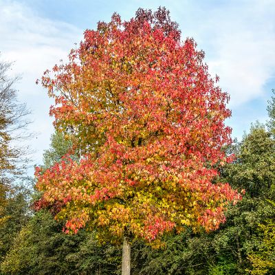 Sweet Gum Tree in Fall with Orange Leaves