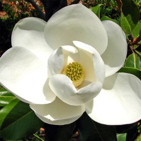white magnolia bloom