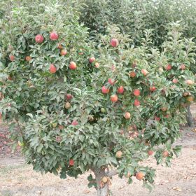 Small tree with apples