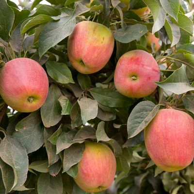 Red and yellow apples