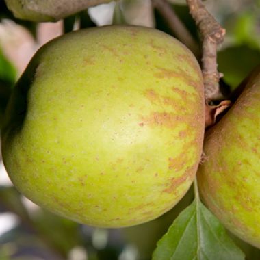 green apple on tree