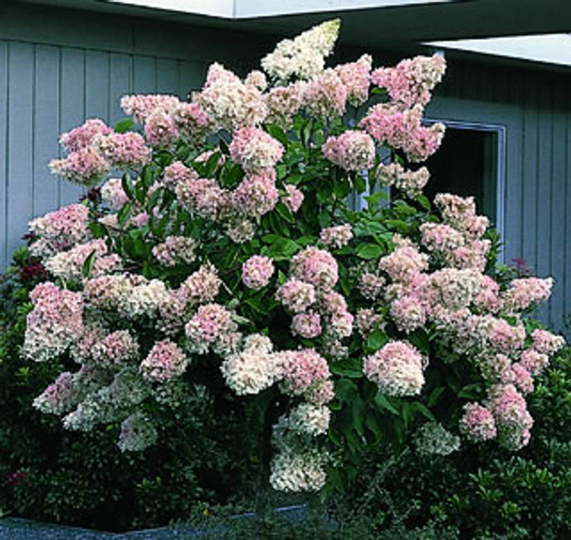 P.G. Hydrangea Tree - Stark Bro's