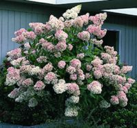 hydrangea0223ページ 648-200x200.jpg
