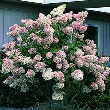 Photo of P.G. Hydrangea Tree