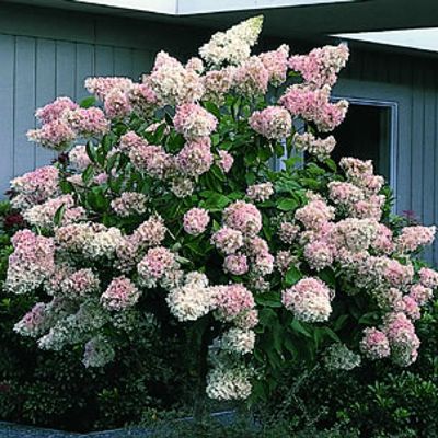 Photo of P.G. Hydrangea Tree