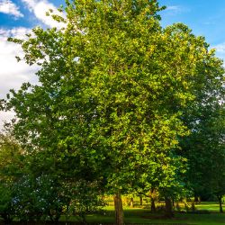 Landscape tree in yard