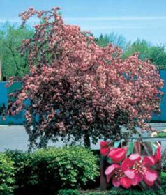 Photo of Weeping Candied Apple® Crabapple Tree