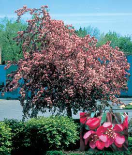 Photo of Weeping Candied Apple® Crabapple Tree