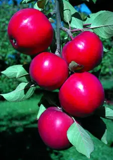 Photo of Starkspur® Red Rome Beauty Apple Tree