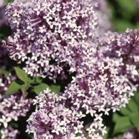 Photo of Sugar Plum Fairy® Lilac