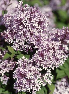 Photo of Sugar Plum Fairy® Lilac