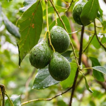 Avocado Tree