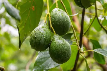 Avocado Tree