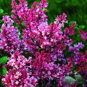 Photo of Tinkerbelle™ Lilac