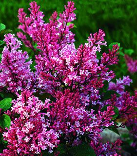 Photo of Tinkerbelle™ Lilac