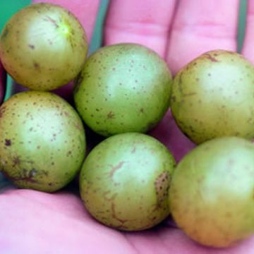 Photo of Tara Muscadine Grape Vine