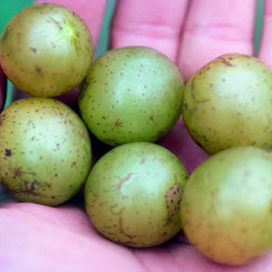 Photo of Tara Muscadine Grape Vine