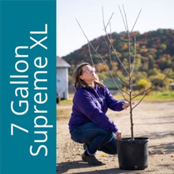 Supreme XL 7 Gallon Trees