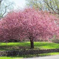 Flowering Cherry Tree