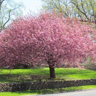 Flowering Cherry Tree