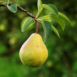 Pear hanging on tree