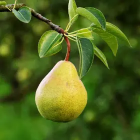 Pear hanging on tree