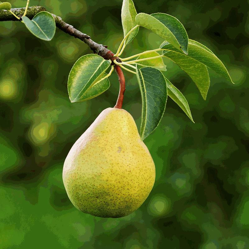 Image of Bartlett Pear Tree