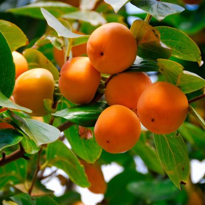 Persimmon fruit on tree