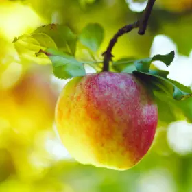 Apple on tree