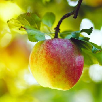 Apple on tree