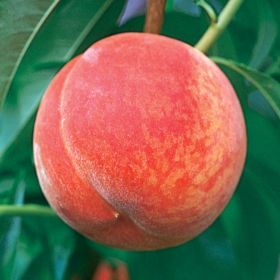 Photo of GaLa Peach on the tree.