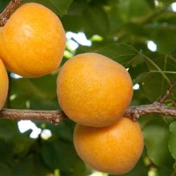 Golden apriums on tree