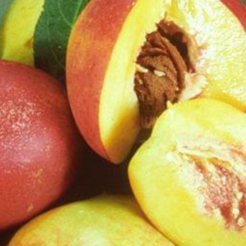 Garden Delight Miniature Nectarine Tree Stark Bro’s