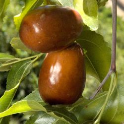 Brown Jujube