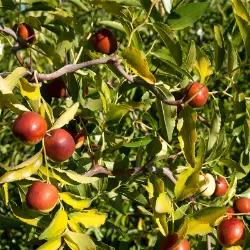 brown jujube on tree