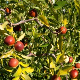 brown jujube on tree