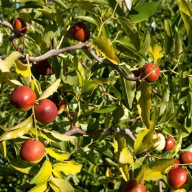 brown jujube on tree