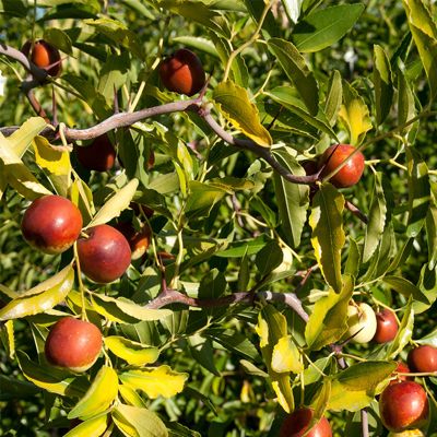 brown jujube on tree