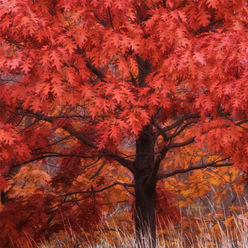 Scarlet Oak Tree Stark Bro’s